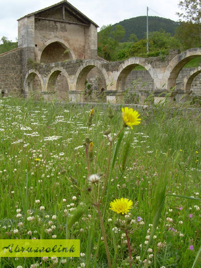 Santa Maria di Cartignano - side view with dandelions